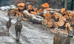Leśnik chwycił za aparat. Jeden miał "mchową czapeczkę"