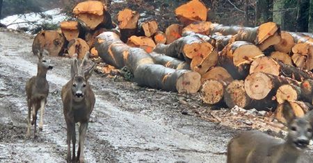 Leśnik chwycił za aparat. Jeden miał "mchową czapeczkę"