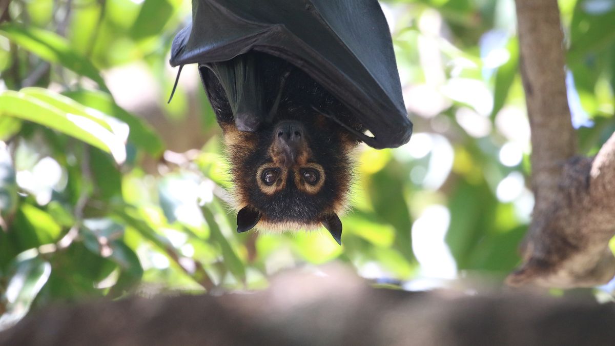 Nietoperze w szpitalu