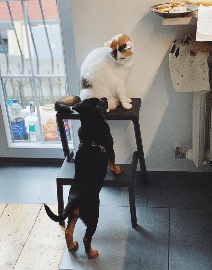 Pies i kot w jednym stali domufoto: Archiwum Kocia Kołyska