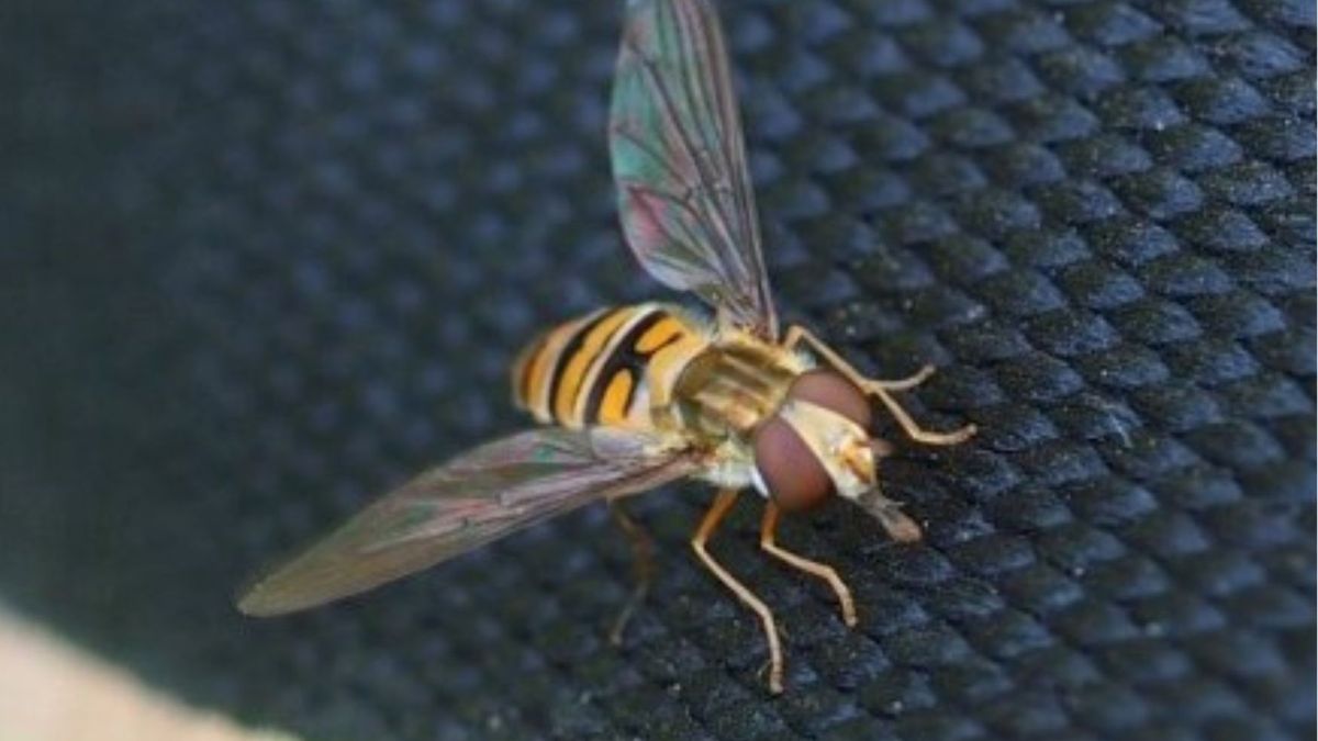 Leśnicy pokazali owada