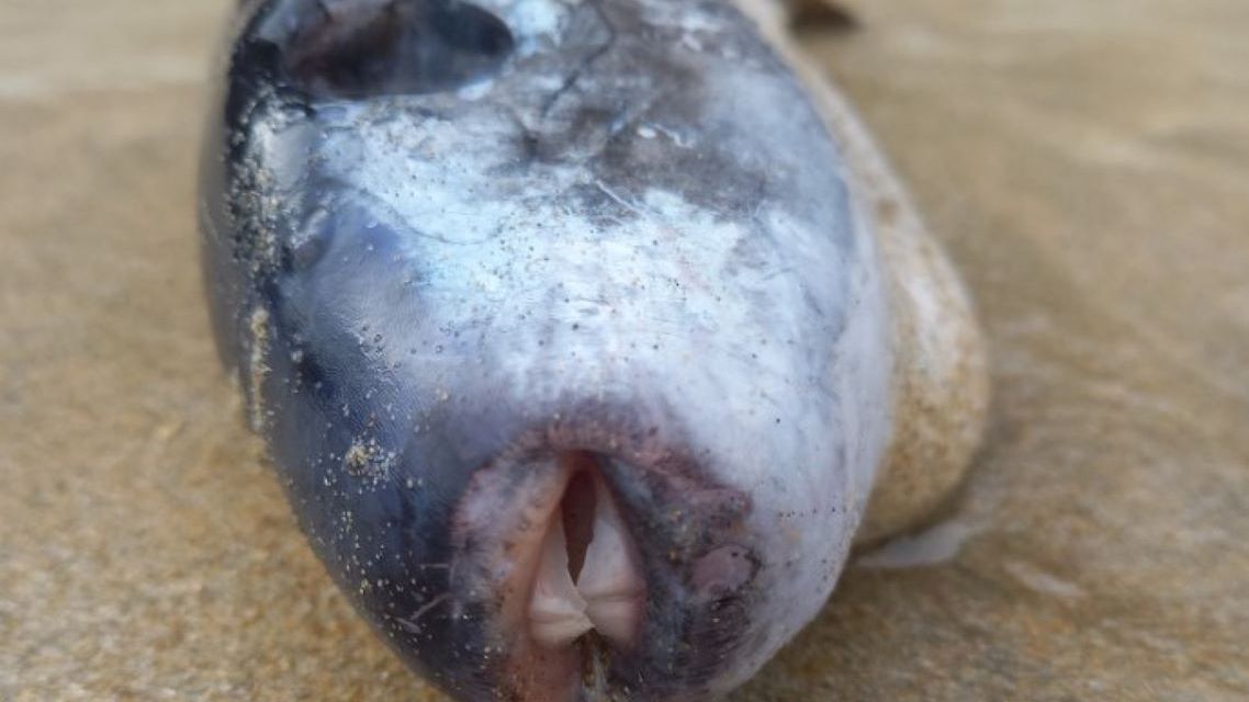 Ryba okazała się bardzo niebezpieczna 