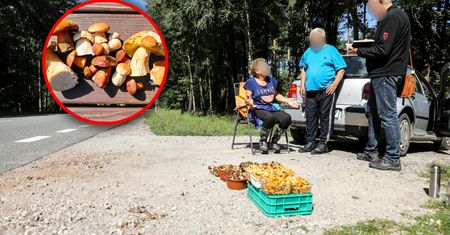 Wynoszą je z lasów całymi wiadrami. Jest reakcja leśników