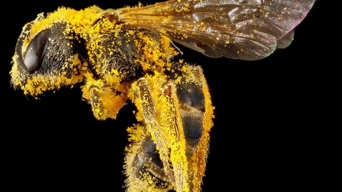 Intymne i zachwycające portrety pszczół wykonane wojskową technologią 1