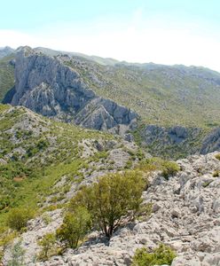 6-latek ukąszony w Chorwacji. Wyścig o życie dziecka