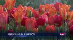 Niezwykły festiwal kwiatów. Miłośnicy tulipanów powinni to zobaczyć