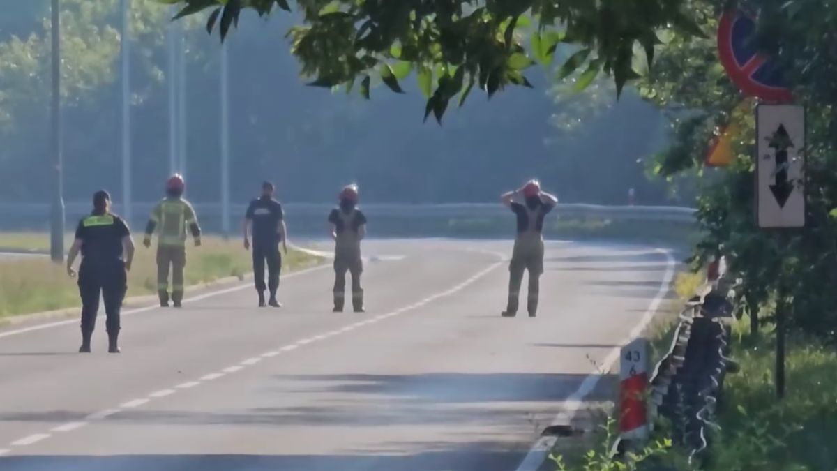 Łabędzia rodzina zablokowała ruch na Trasie Zjazdu Gnieźnieńskiego