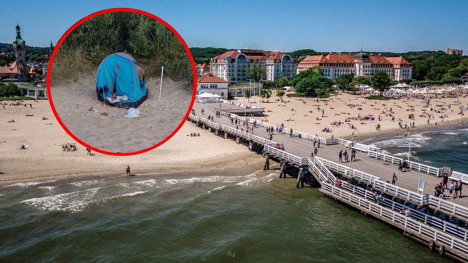 Dzik wdarł się do namiotu na plaży w Sopocie