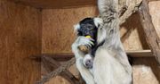 Kolejny maluch w płockim ogrodzie zoologicznym! Ten gatunek także jest zagrożony wyginięciem
