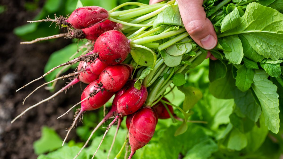 Odpowiednio przechowywane będą świeże nawet do 2 tygodni
