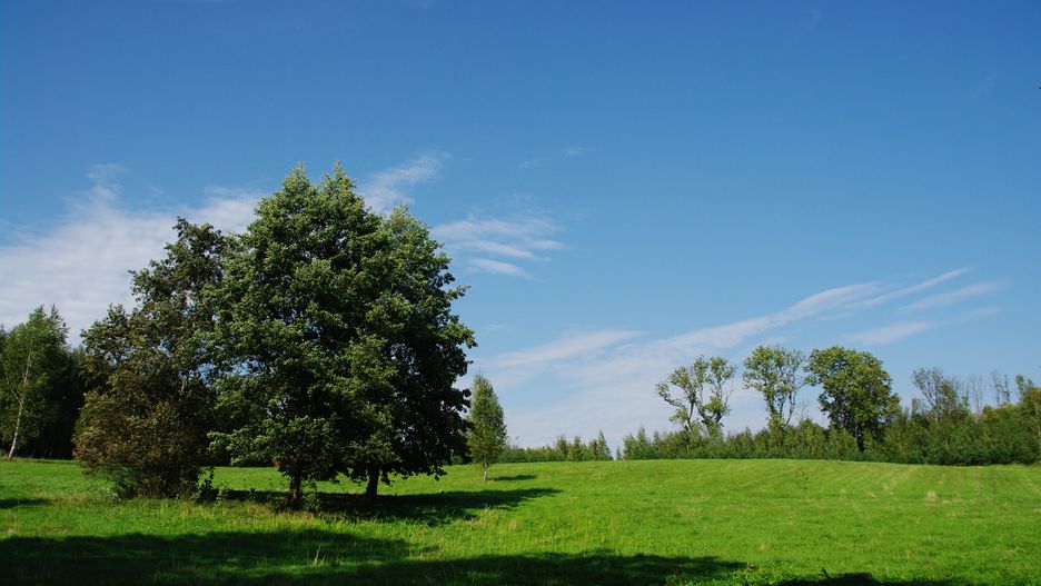 krajobraz, farma, pole, polana, las, drzewo, drzewa, siano, niebo, trawa, sianokosy, niebieskie, zielone, zielona, natura, ekologia, spokój, pejzaż, wiejski, rolnictwo, gospodarka, chmury, krzewy, krzaki, przyroda, lato, gospodarstwo