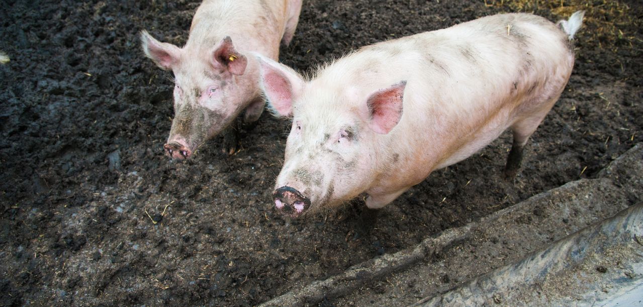 Aktualne ceny tuczników rozczarowują. Rolnicy mówią o wolontariacie
