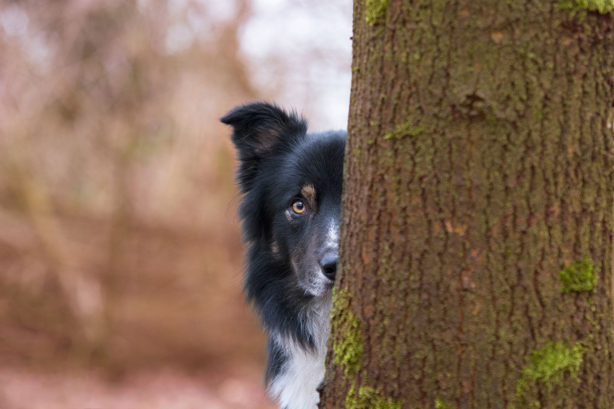 Najpiękniejsze zdjęcia psów w konkursie Dog Photographer of the Year 2018 25