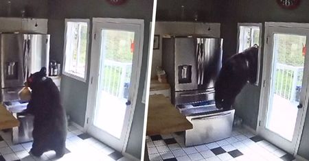 Ukradł lazanię i wyszedł przez okno. Nagranie z niedźwiedziem hitem sieci