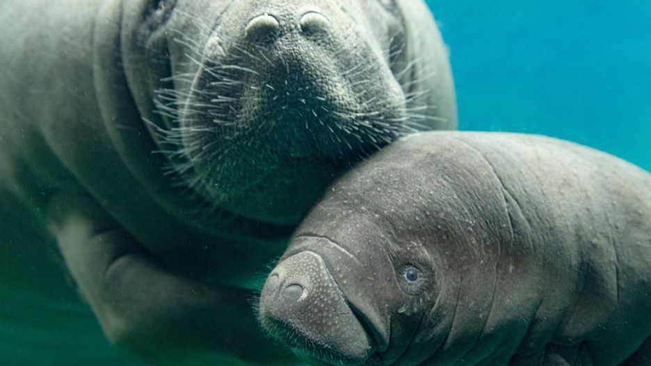 Hodowla manatów jest bardzo trudna, przez co postępuje powoli (fot. Zoo Wrocław)