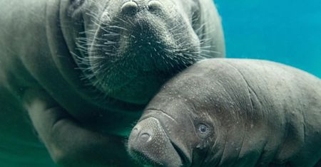 Zoo we Wrocławiu. Na świat przyszedł przedstawiciel zagrożonego gatunku