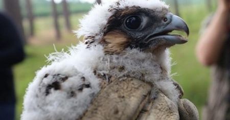 Przywracają sokoła wędrownego. "Czujemy się wyróżnieni"