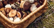 Toruń i okolice: Zdradzamy najlepsze miejscówki na grzyby