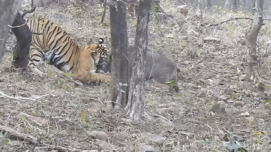 Samica Noor Tigress T-39, mieszkanka Parku Narodowego Ranthambore w Indiach stoczyła walkę z dziką świnią. Tak zasłużyła na posiłek (Facebook.com)
