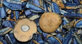 Piaskowiec modrzak – gdzie rośnie i jak wygląda? Czy to grzyb jadalny?