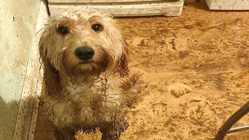 Uroczy pies sprawcą ogromnego bałaganu