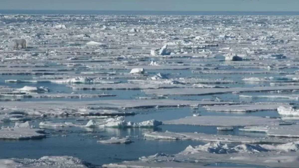 Znajdź niedźwiedzia polarnego w 11 sekund