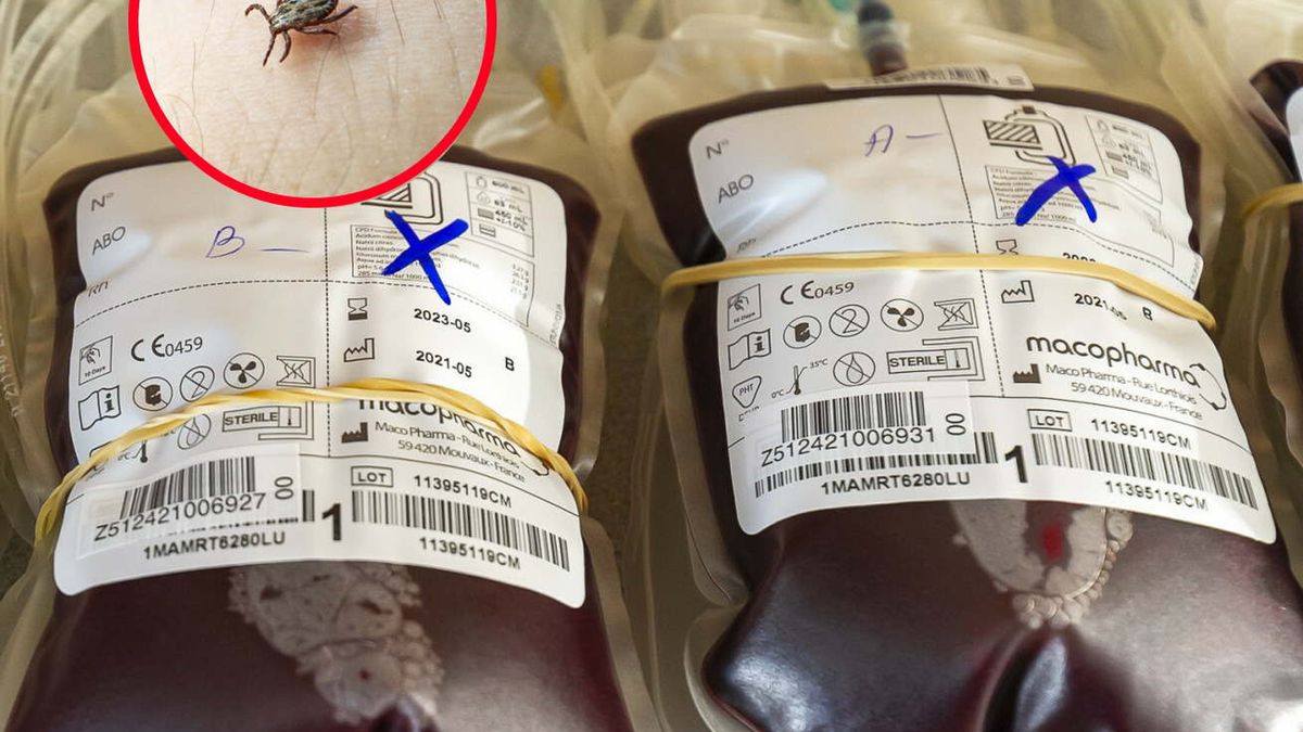 Jest jedna grupa krwi, którą kleszcze preferują