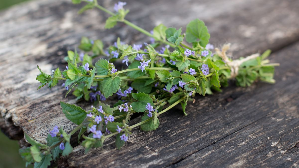 Bluszczyk kurdybanek kwitnie już wczesną wiosną