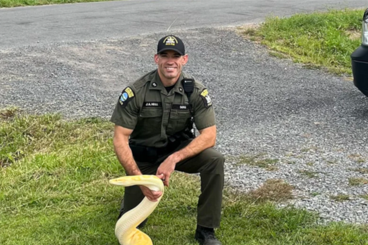 A police officer holding a huge Burmese python.