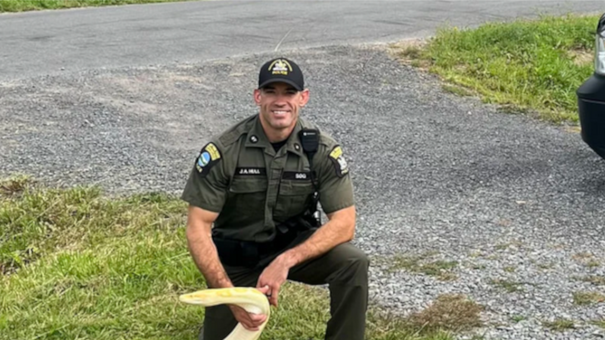 Policjant trzymający ogromnego pytona birmańskiego.