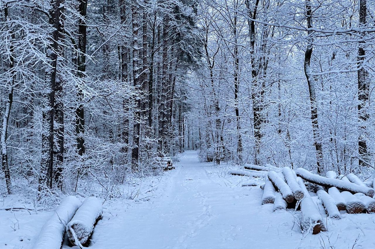 Łódzkie: Paraliż po śnieżycy. Odwołane zajęcia w szkołach, brak prądu