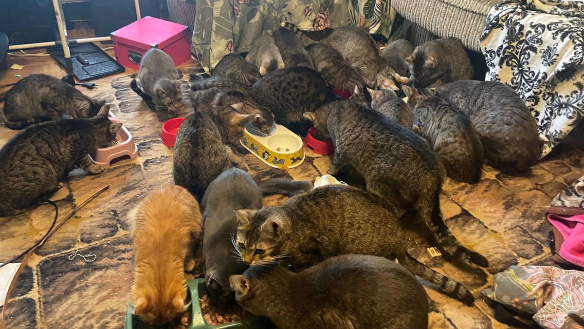 Zostawiła i wyjechała. Ponad 30 kotów cierpiało za zamkniętymi