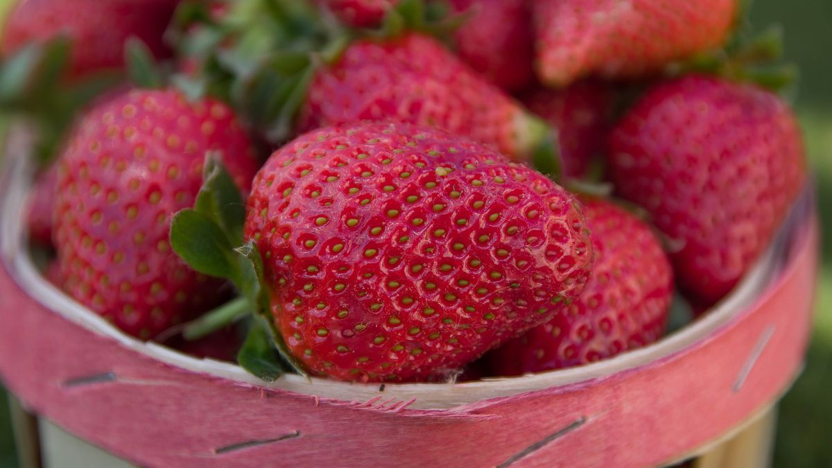Kończy się sezon na truskawki. Plantatorzy nie mieli szczęścia
