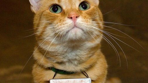 Album ze zdjęciami zrobionymi przez... kota. Zobacz świat widziany z kociego punktu widzenia 1