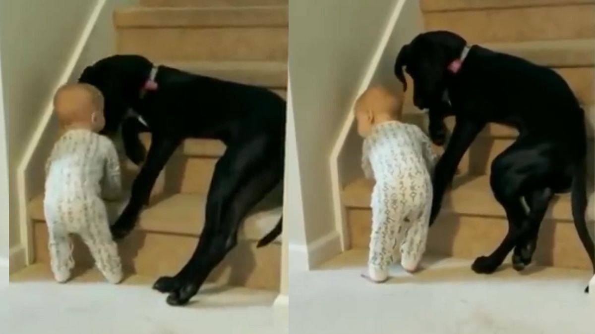 Pies uważnie pilnował małe dziecka.