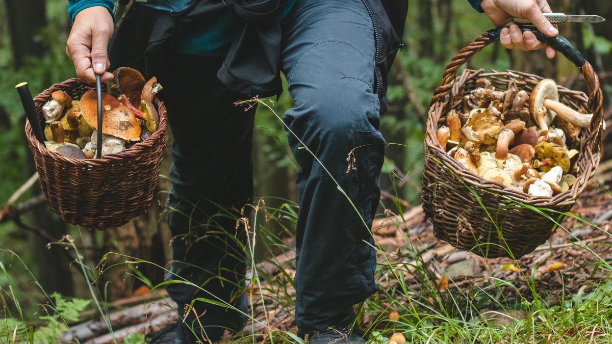 W tych regionach jest najwięcej grzybów.