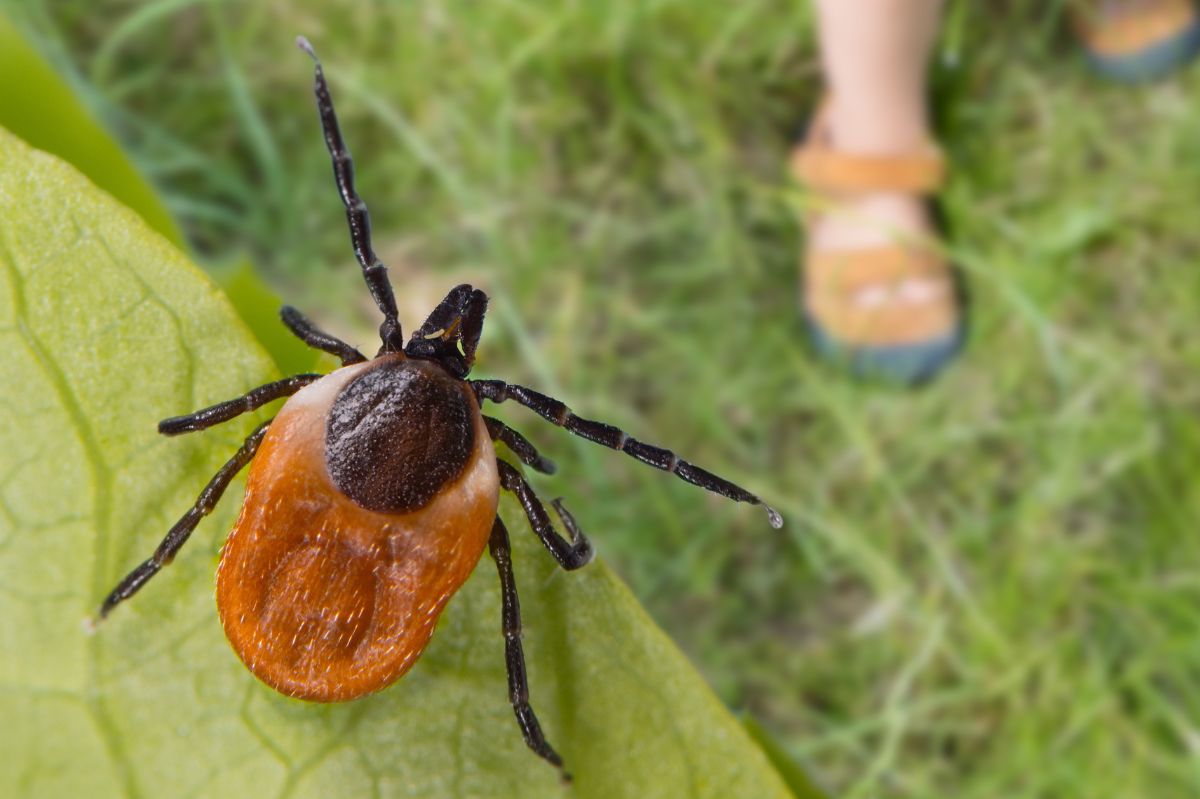 Weź z szafki kuchennej i zrób spray. Kleszcze będą omijać cię szerokim łukiem