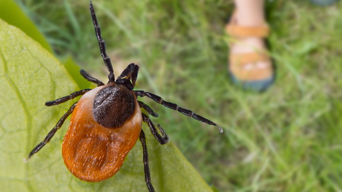 Jak odstraszyć kleszcze? 