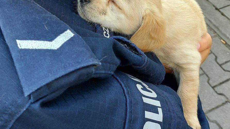 Kutno. Policjanci uratowali porzucone szczeniaki 