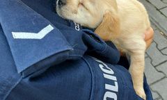 Kutno. Policjanci uratowali porzucone szczeniaki