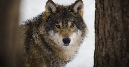 Wilki pójdą na odstrzał? Jest jednoznaczna deklaracja