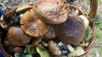 W ten weekend obrodzi grzybami. Zwłaszcza w tych regionach grzybiarze będą zachwyceni