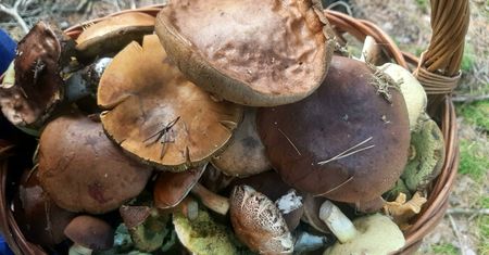 W ten weekend obrodzi grzybami. Zwłaszcza w tych regionach grzybiarze będą zachwyceni