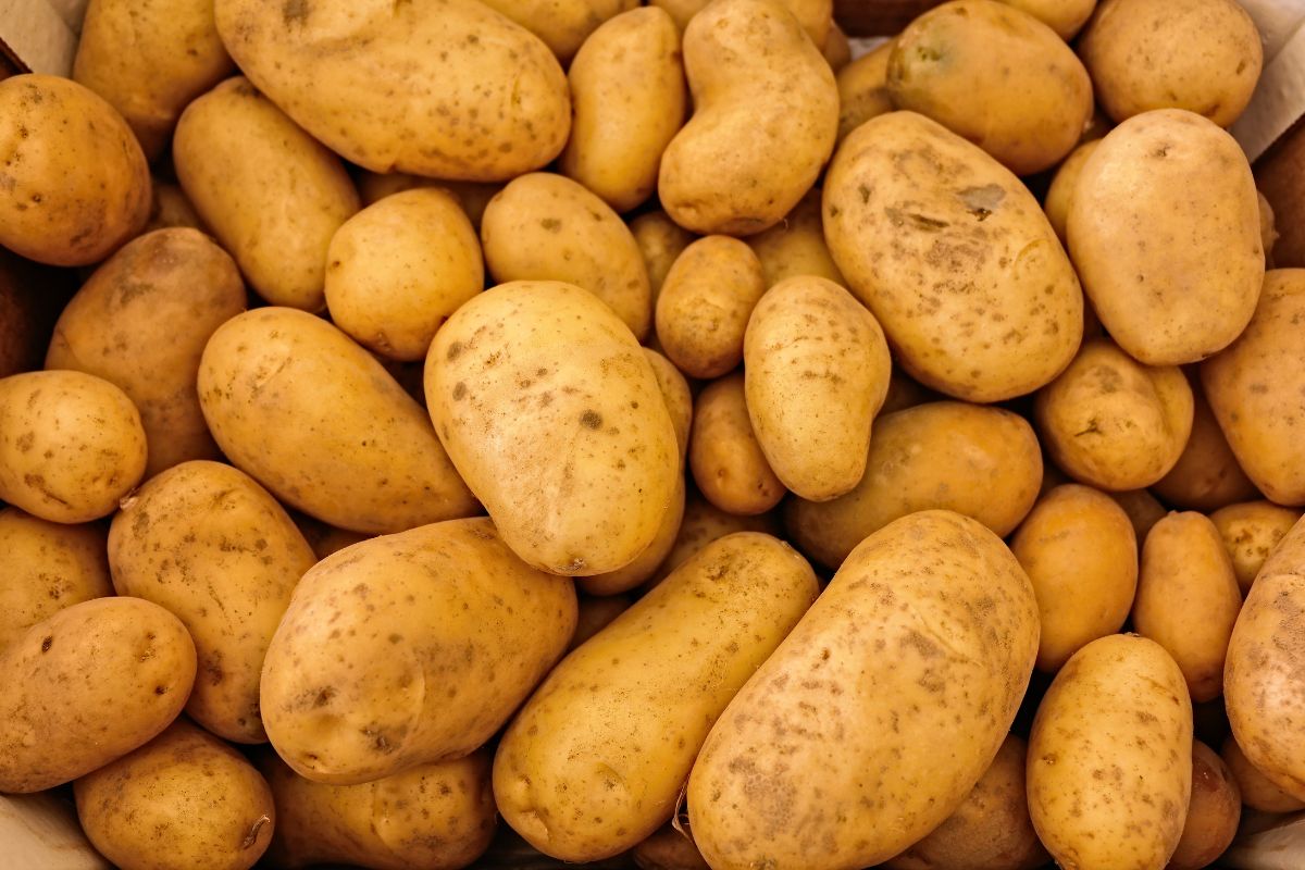 Prepare the purée from potatoes boiled in salted water.