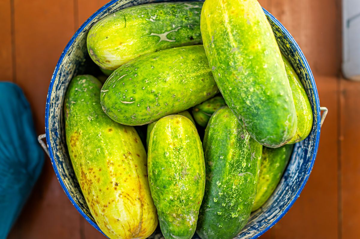 What to do with overgrown cucumbers?