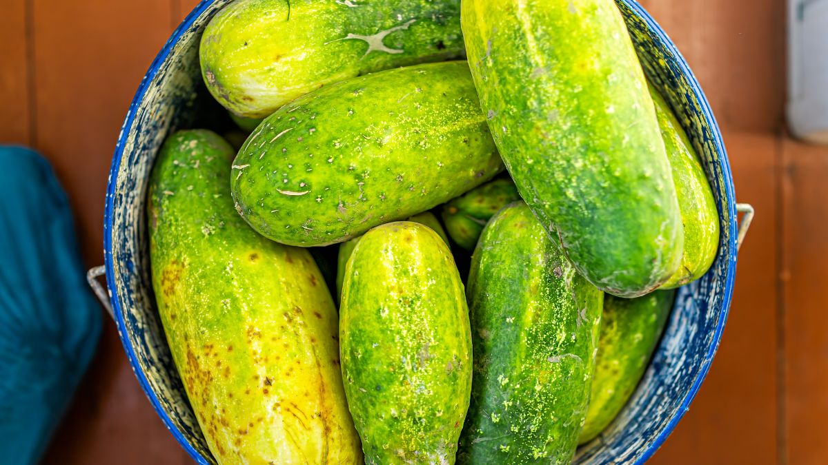 Co zrobić z przerośniętych ogórków? 