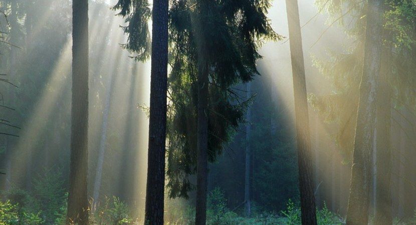 Woda zalewa polskie lasy. Zniknąć może nawet 400 hektarów