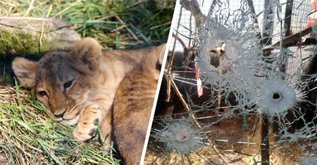 Bestialski mord zwierząt pod Charkowem. "Kazałam krewnym z Moskwy więcej nie dzwonić"