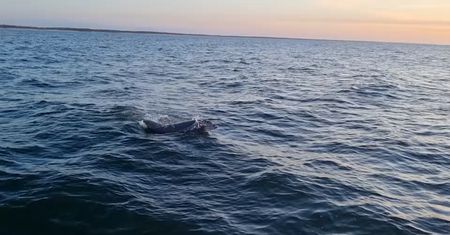 Delfiny w Bałtyku. Zwierzęta nagrano niedaleko Kołobrzegu