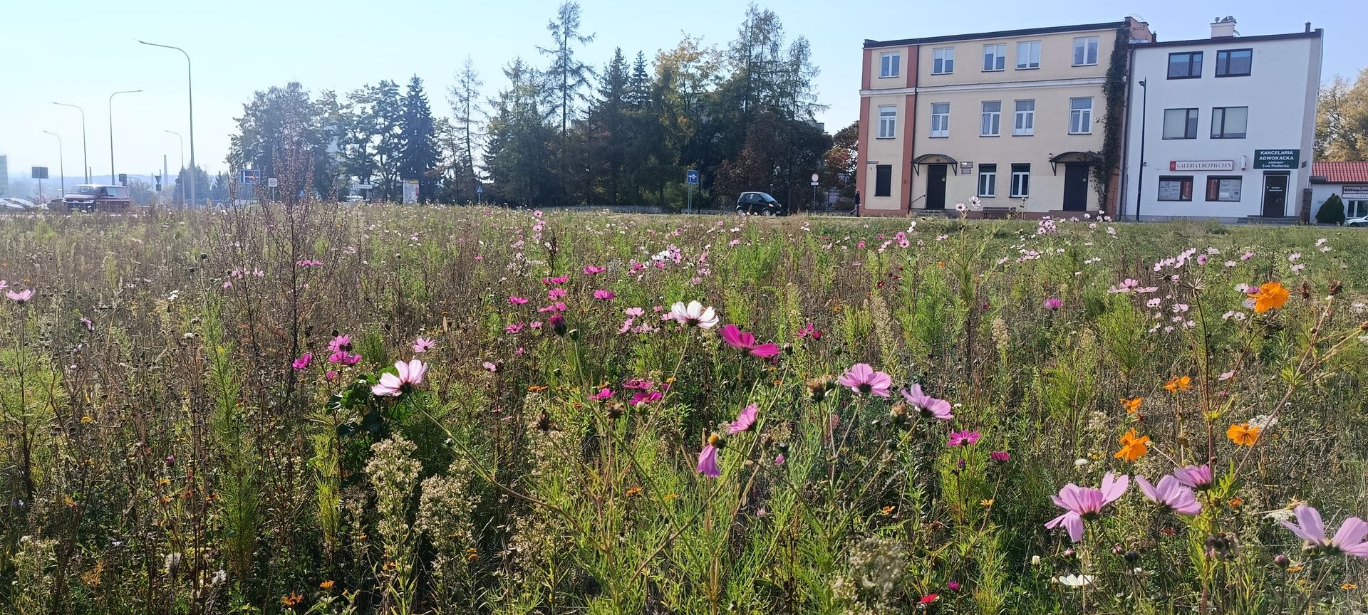 Miejska łąka przy ul. A. Wardyńskiego zachwyca barwami